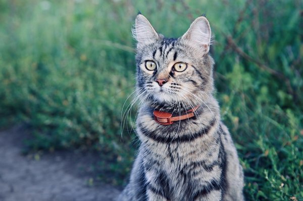 Les meilleures assurances pour chats : pourquoi les choisir ?