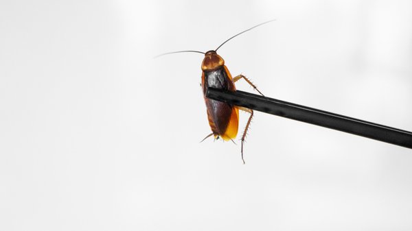 Les cafards comme vous ne les avez jamais vus